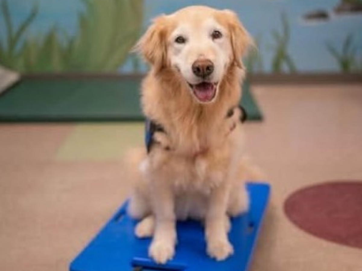 Honoring a Decade of Tail-Wagging Therapy: Millie Begins Her Well-Earned Retirement