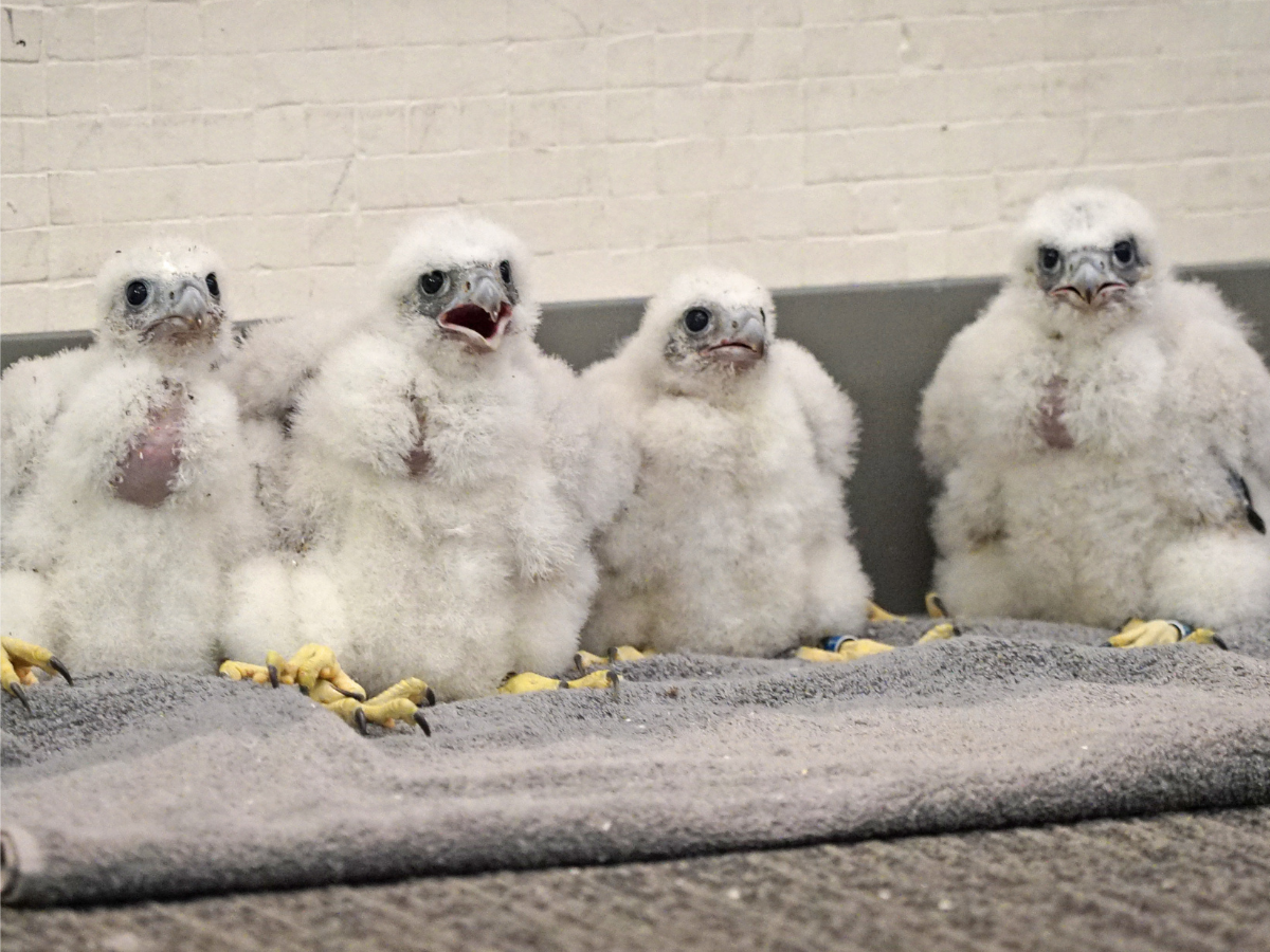 Four Peregrine Falcons Born at Ascension St. Joseph Hospital