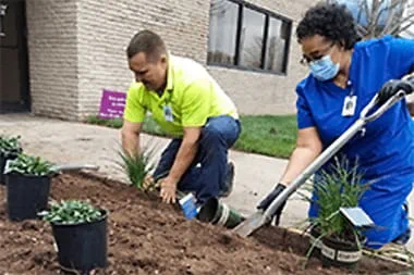 Associates planting flowers along a sidewalk